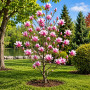 Магнолія Сентінел (Magnolia Sentinel)