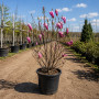 Магнолія Суланжа Александріна (MAGNOLIA SOULANGEANA ALEXANDRINA)