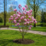 Магнолія Суланжа Александріна (MAGNOLIA SOULANGEANA ALEXANDRINA)
