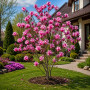 Магнолія Суланжа Александріна (MAGNOLIA SOULANGEANA ALEXANDRINA)