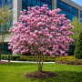 Магнолія Суланжа Александріна (MAGNOLIA SOULANGEANA ALEXANDRINA)