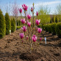 Магнолія гібридна Аметист Флейм (Magnolia Amethyst Flame) 120 см, С15