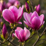 Магнолія гібридна Аметист Флейм (Magnolia Amethyst Flame) 120 см, С15