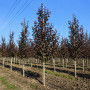 Паротія персидська (Parrotia persica) 300+см, 14-16, С38