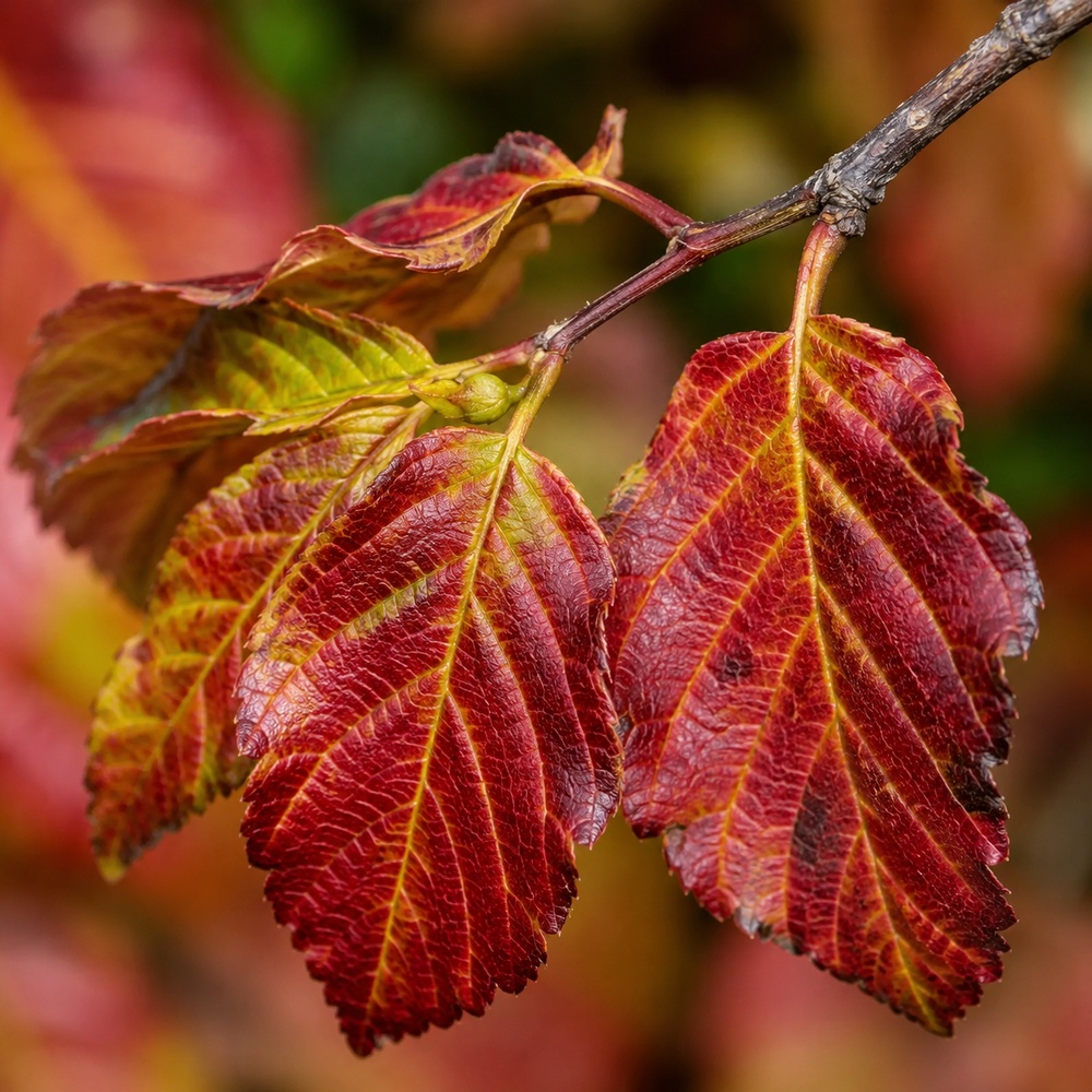 Паротія персидська (Parrotia persica) 300+см, 14-16, С38