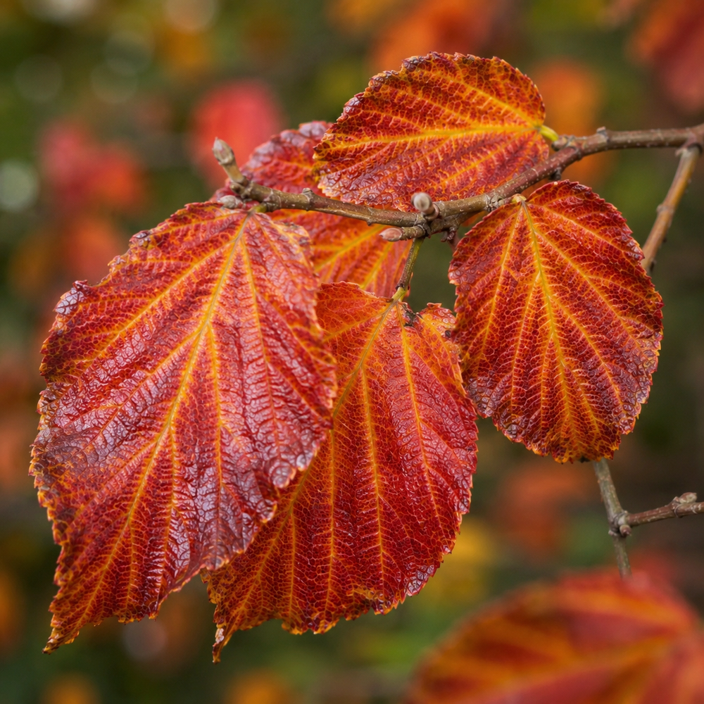 Паротия персидская (Parrotia persica) 300+см, 16-18, С38