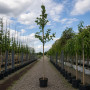 Платан кленолистий (Platanus acerifolia) 10-12 см, 350 см, С45
