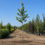 Платан кленолистий (Platanus acerifolia) 10-12 см, 350 см, С45
