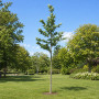 Платан кленолистий (Platanus acerifolia) 10-12 см, 350 см, С45