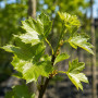 Платан кленолистий (Platanus acerifolia) 10-12 см, 350 см, С45