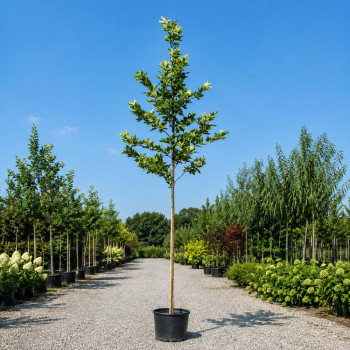 Платан кленолистий (Platanus acerifolia) 12-14 см, 350 см, С45