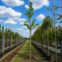 Платан кленолистий (Platanus acerifolia) 12-14 см, 350 см, С45