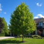 Платан кленолистий (Platanus acerifolia) 12-14 см, 350 см, С45
