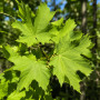 Платан кленолистий (Platanus acerifolia) 12-14 см, 350 см, С45