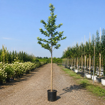 Платан кленолистий (Platanus acerifolia) 14-16 см, 400 см, С45