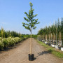 Платан кленолистий (Platanus acerifolia) 14-16 см, 400 см, С45