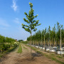 Платан кленолистий (Platanus acerifolia) 14-16 см, 400 см, С45