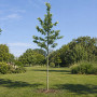 Платан кленолистий (Platanus acerifolia) 14-16 см, 400 см, С45
