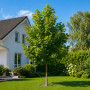 Платан кленолистий (Platanus acerifolia) 14-16 см, 400 см, С45