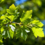 Платан кленолистий (Platanus acerifolia) 14-16 см, 400 см, С45