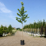 Платан кленолистий (Platanus acerifolia) 16-18 см, 400 см, С55
