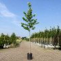 Платан кленолистий (Platanus acerifolia) 16-18 см, 400 см, С55