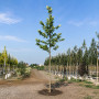 Платан кленолистий (Platanus acerifolia) 16-18 см, 400 см, С55