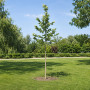 Платан кленолистий (Platanus acerifolia) 16-18 см, 400 см, С55