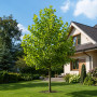 Платан кленолистий (Platanus acerifolia) 16-18 см, 400 см, С55