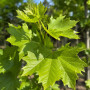 Платан кленолистий (Platanus acerifolia) 16-18 см, 400 см, С55