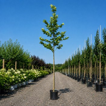Платан кленолистий (Platanus acerifolia) 18-20 см, 450 см, С160