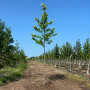Платан кленолистий (Platanus acerifolia) 18-20 см, 450 см, С160
