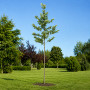 Платан кленолистий (Platanus acerifolia) 18-20 см, 450 см, С160