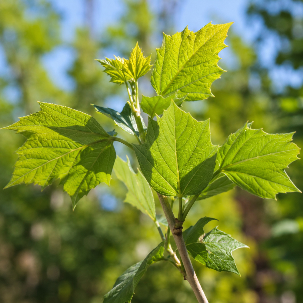 Платан кленолистий (Platanus acerifolia) 18-20 см, 450 см, С160
