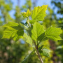 Платан кленолистий (Platanus acerifolia) 18-20 см, 450 см, С160