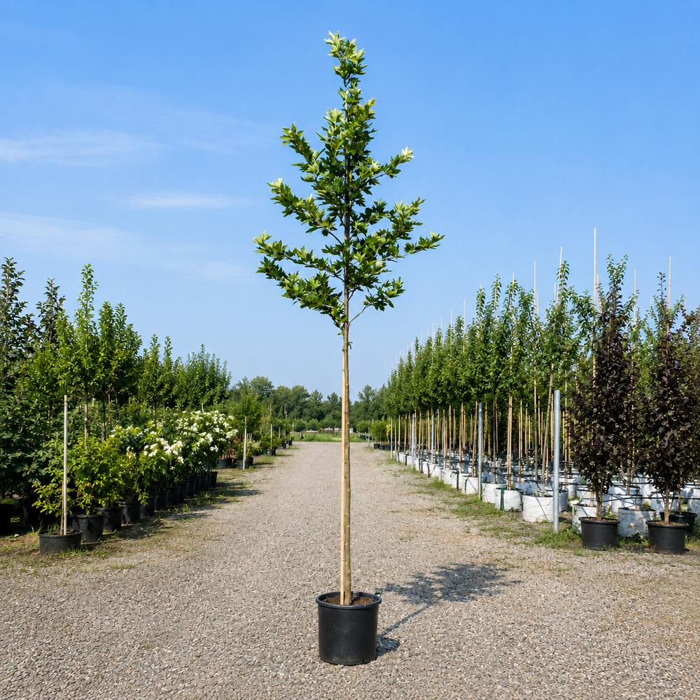 Платан кленолистый (Platanus acerifolia) 8-10 см, 300 см, С38