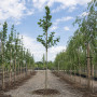 Платан кленолистый (Platanus acerifolia) 8-10 см, 300 см, С38