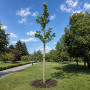 Платан кленолистый (Platanus acerifolia) 8-10 см, 300 см, С38