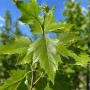 Платан кленолистый (Platanus acerifolia) 8-10 см, 300 см, С38