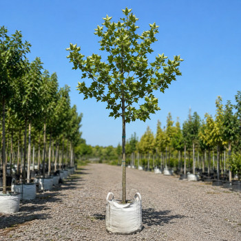 Платан кленолистий/Шпалера (Platanus acerifolia) 400+см, 14-16, С50