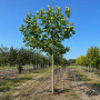 Платан кленолистий/Шпалера (Platanus acerifolia) 400+см, 14-16, С50