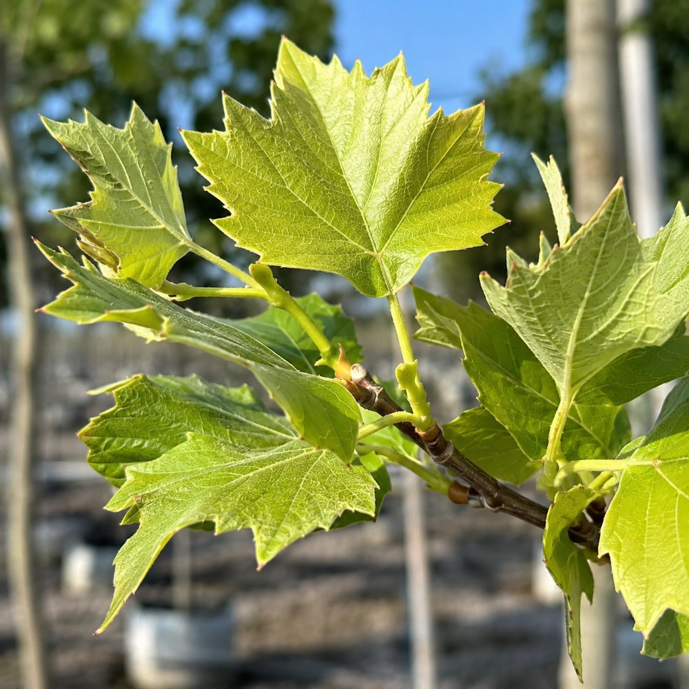 Платан кленолистий/Шпалера (Platanus acerifolia) 400+см, 14-16, С50