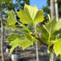 Платан кленолистий/Шпалера (Platanus acerifolia) 400+см, 14-16, С50