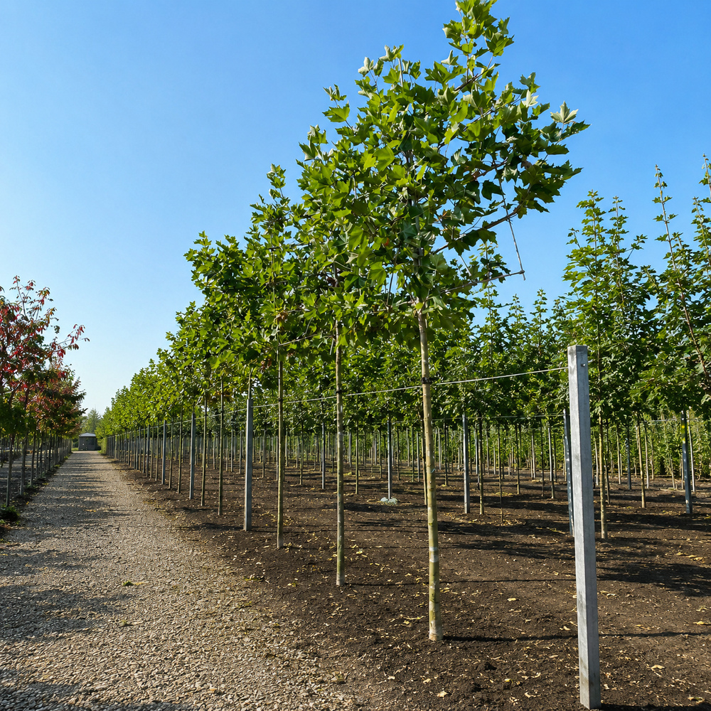 Платан кленолистий/Шпалера (Platanus acerifolia) 400+см, 16-18, С161
