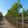 Платан кленолистий/Шпалера (Platanus acerifolia) 400+см, 16-18, С161