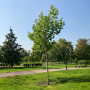 Платан кленолистий/Шпалера (Platanus acerifolia) 400+см, 16-18, С161