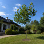 Платан кленолистий/Шпалера (Platanus acerifolia) 400+см, 16-18, С161