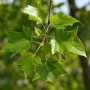 Платан кленолистий/Шпалера (Platanus acerifolia) 400+см, 16-18, С161