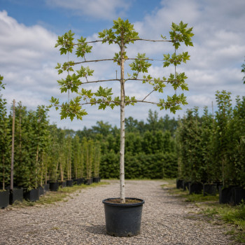 Платан кленолистий/Шпалера (Platanus acerifolia) 400+см, 18-20, С161