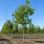 Платан кленолистий/Шпалера (Platanus acerifolia) 400+см, 18-20, С161
